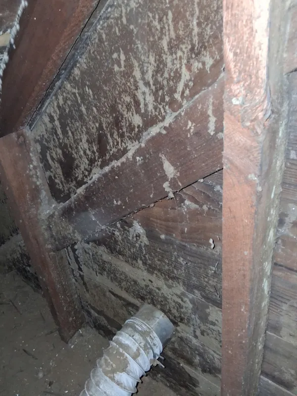 Heavy mold growth on framing in a crawl space