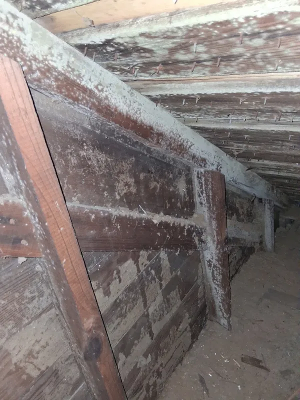 Mold growth across basement floor joists and subfloor