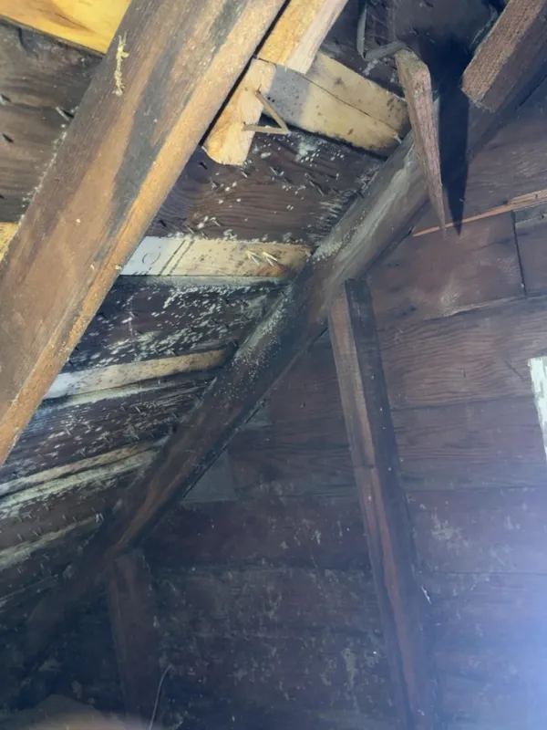 Mold on roof decking seen from inside an attic