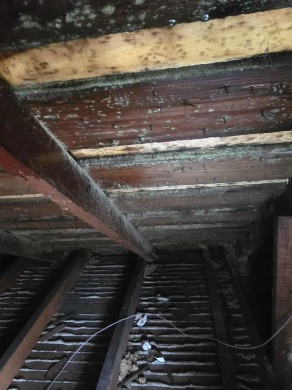 Mold staining across attic roof decking and rafters